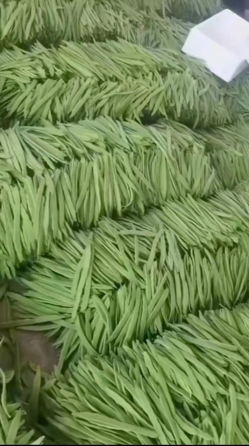绿扁豆品质优良全国发货产地供货价格实惠