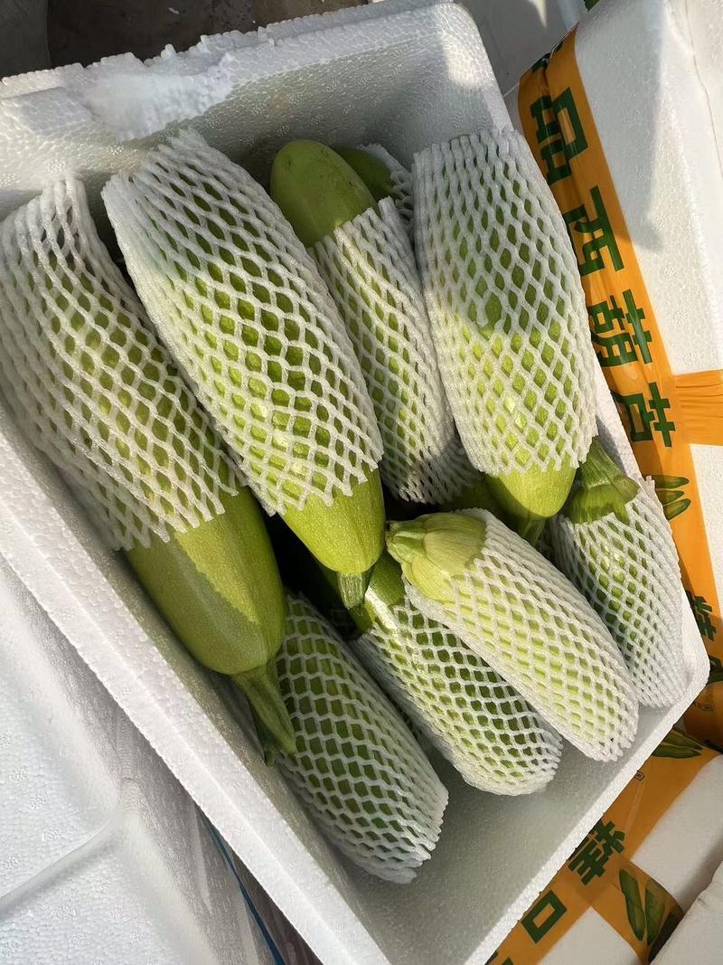 精品绿皮西葫芦全国发货品质保证产地供应
