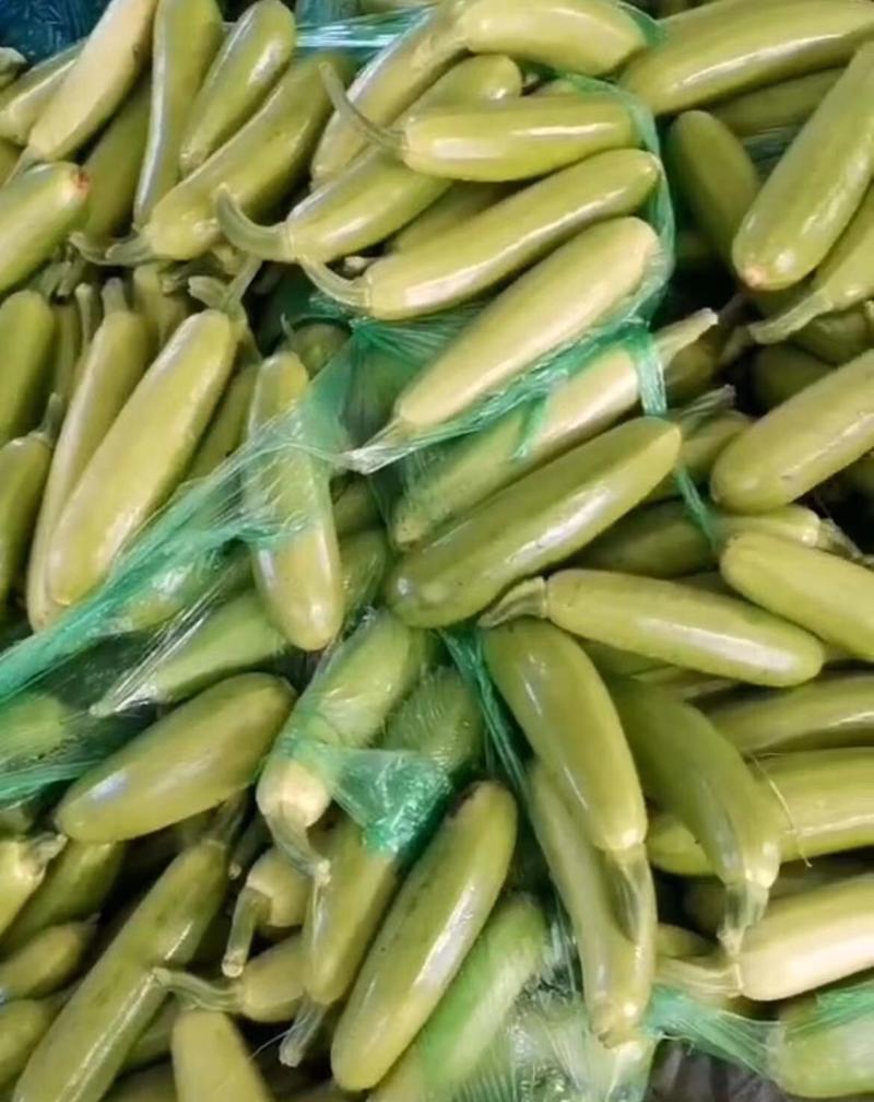 精品绿皮西葫芦全国发货品质保证产地供应