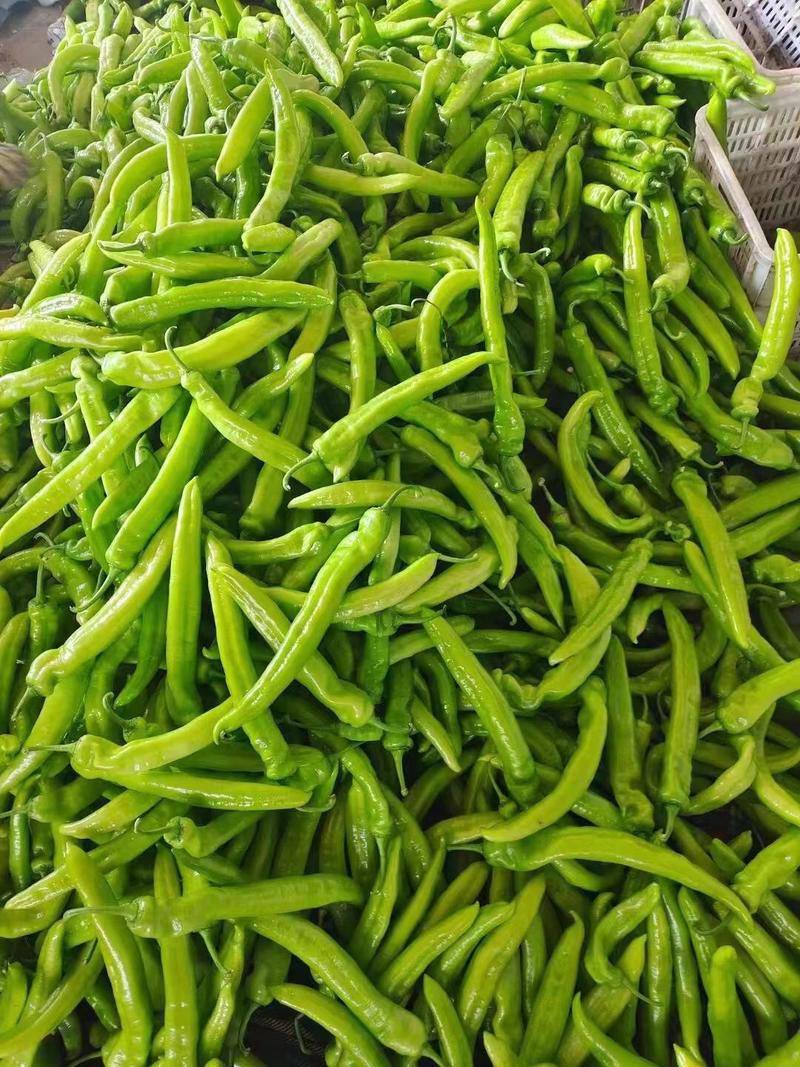 精品鲜辣椒全国发货产地供货。品质优良有保障