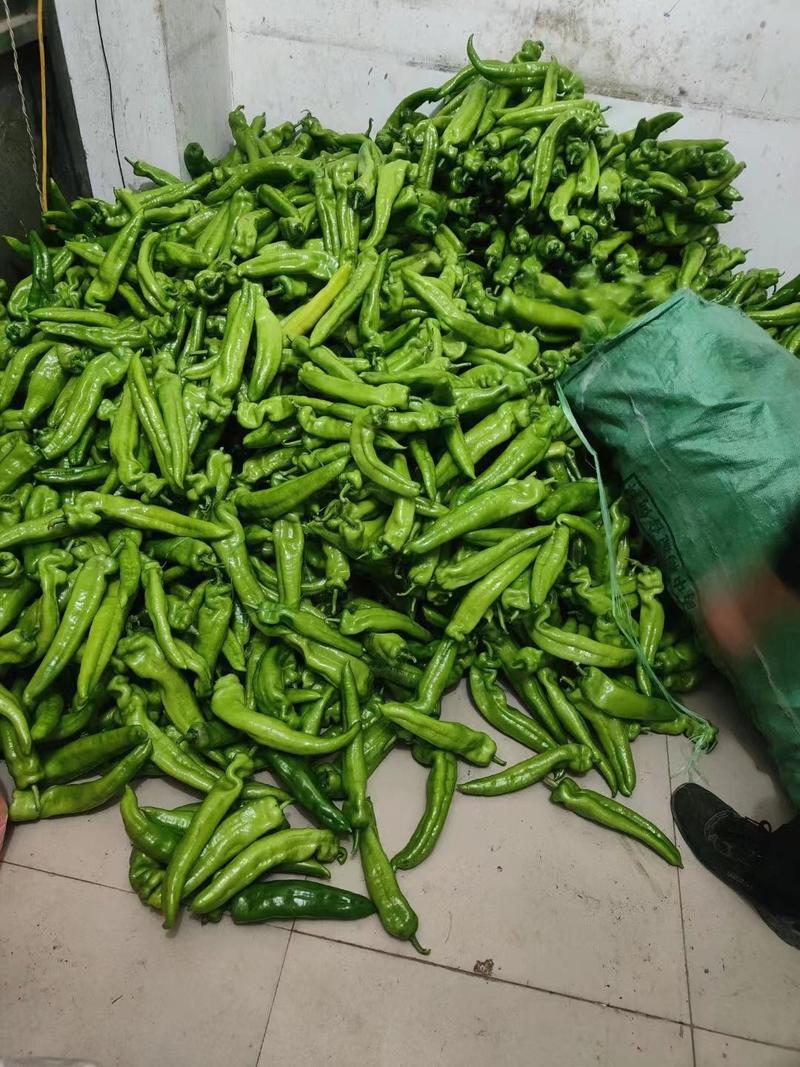 精品鲜辣椒全国发货产地供货。品质优良有保障