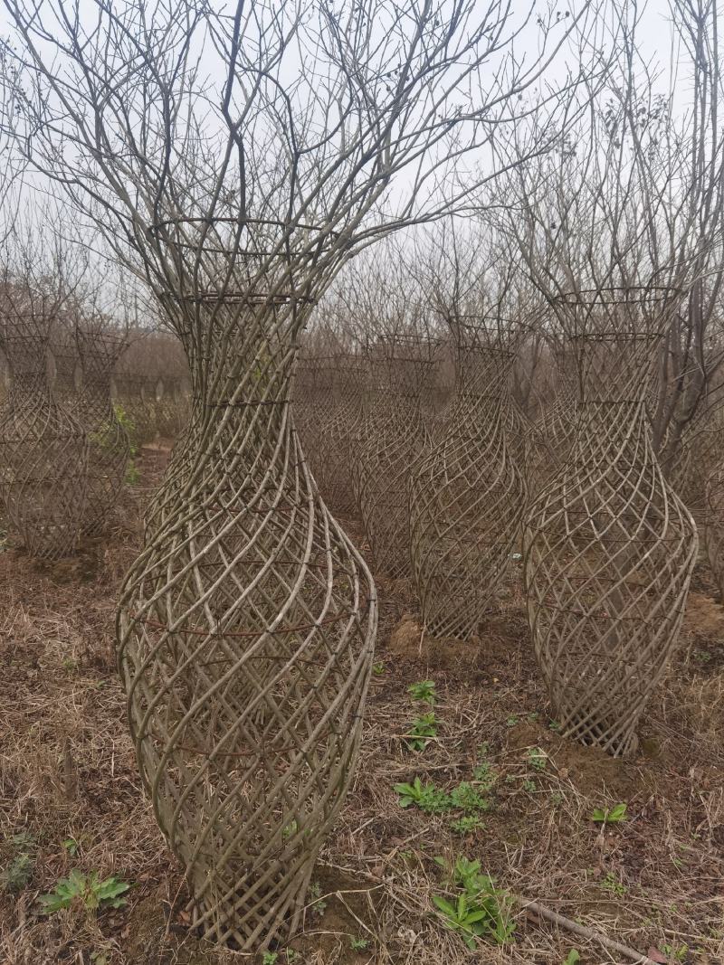 湖北地区紫薇花瓶大量