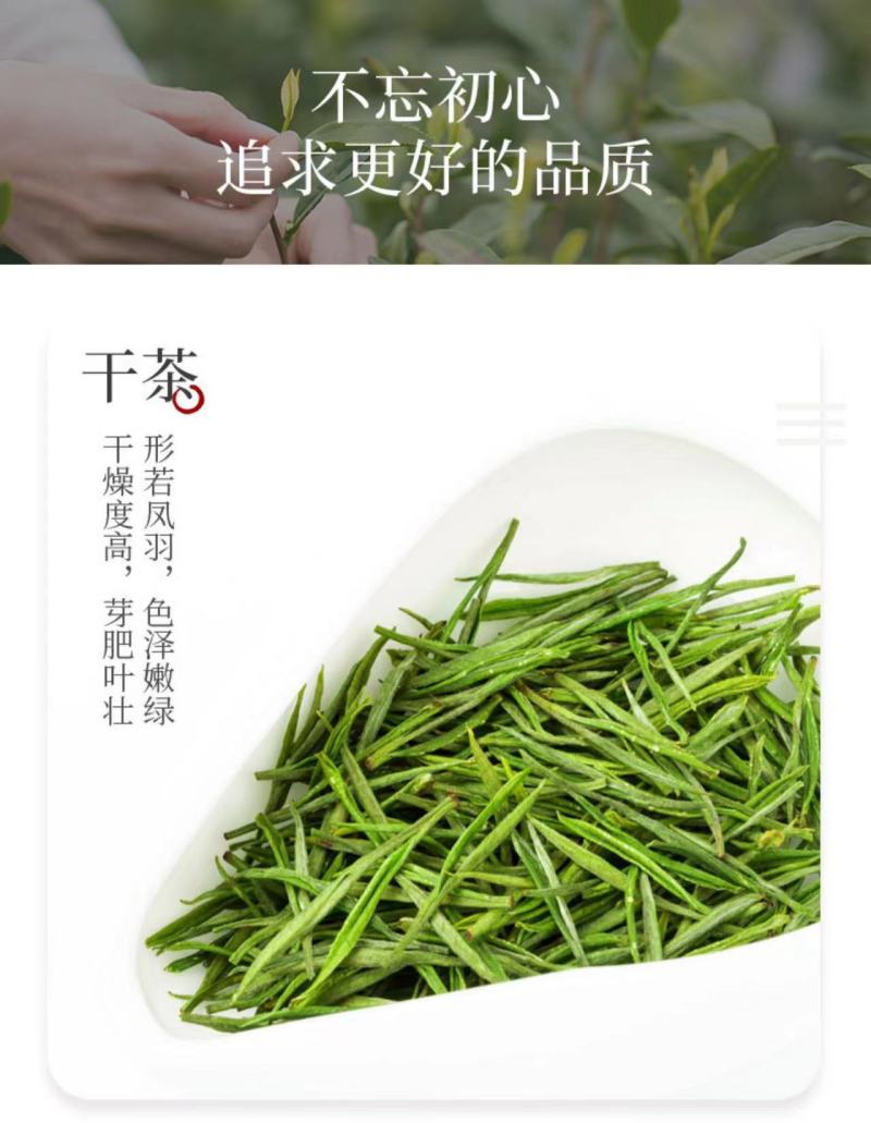 安吉白茶绿茶