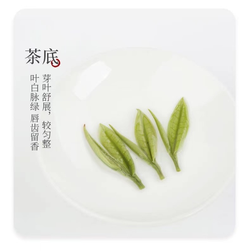 安吉白茶绿茶