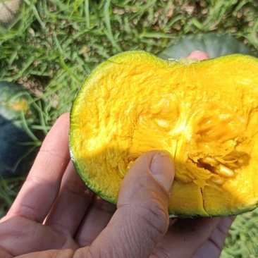 优质贝北南瓜。