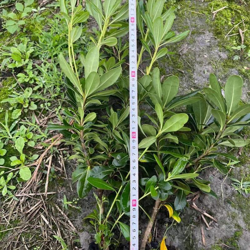 海桐，大量出售各规格，欢迎大家前来选购哦