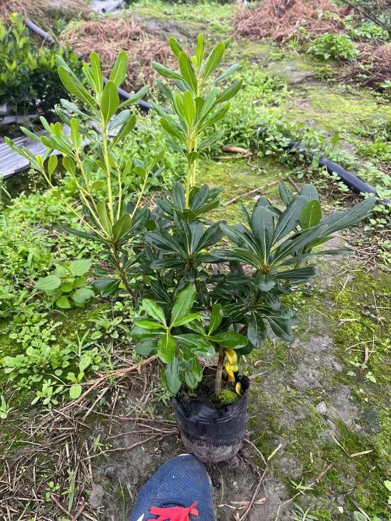 海桐，大量出售各规格，欢迎大家前来选购哦