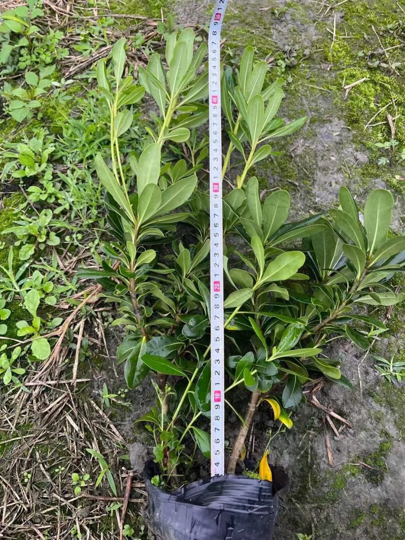 海桐，大量出售各规格，欢迎大家前来选购哦