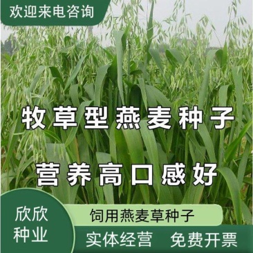 燕麦草种子养殖牧草耐寒种籽高产鱼饲料草籽绿肥牛羊草种籽