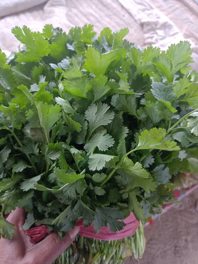 精品菠菜