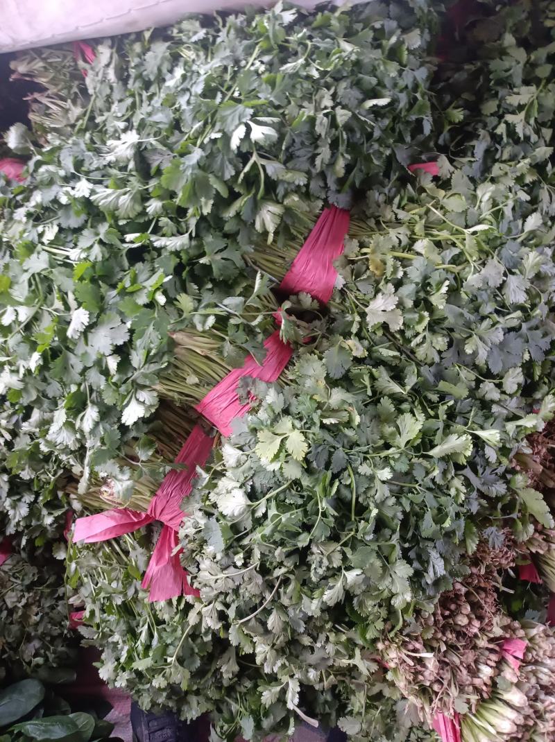 精品菠菜