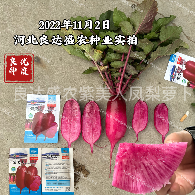 水果型凤梨萝卜种子引进杂交一代根茎叶均可食高品质