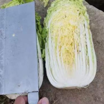 黄心白菜大量上市有需要的老板在一亩田与我联系可代发全国