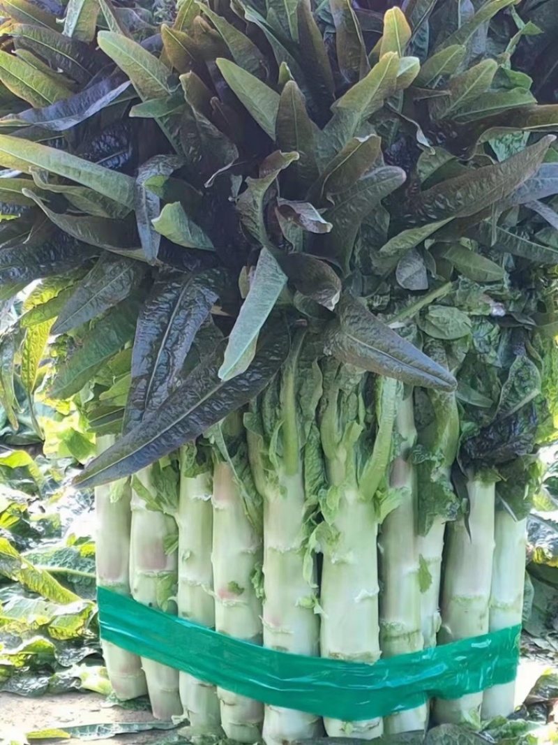 红叶莴苣，货源充足，产地大量供应，保质保量，诚信经营。