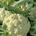 花菜，松花菜大量上市了，保质保量，诚信经营。