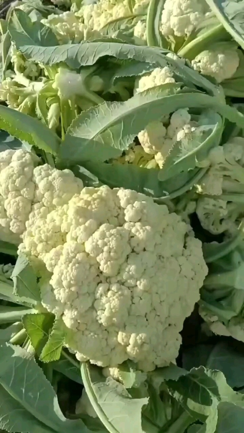 花菜，松花菜大量上市了，保质保量，诚信经营。