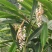 当年采摘砂仁种子新种籽小豆蔻芳香调味料中草药材姜科