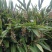 当年采摘砂仁种子新种籽小豆蔻芳香调味料中草药材姜科