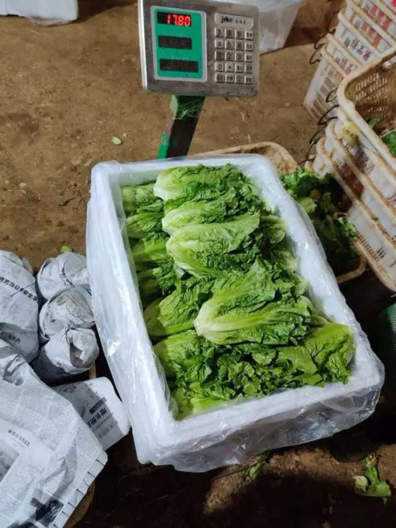 【河南生菜】基地直发代收代办一条龙500斤起批欢迎