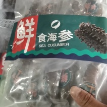 即使海参