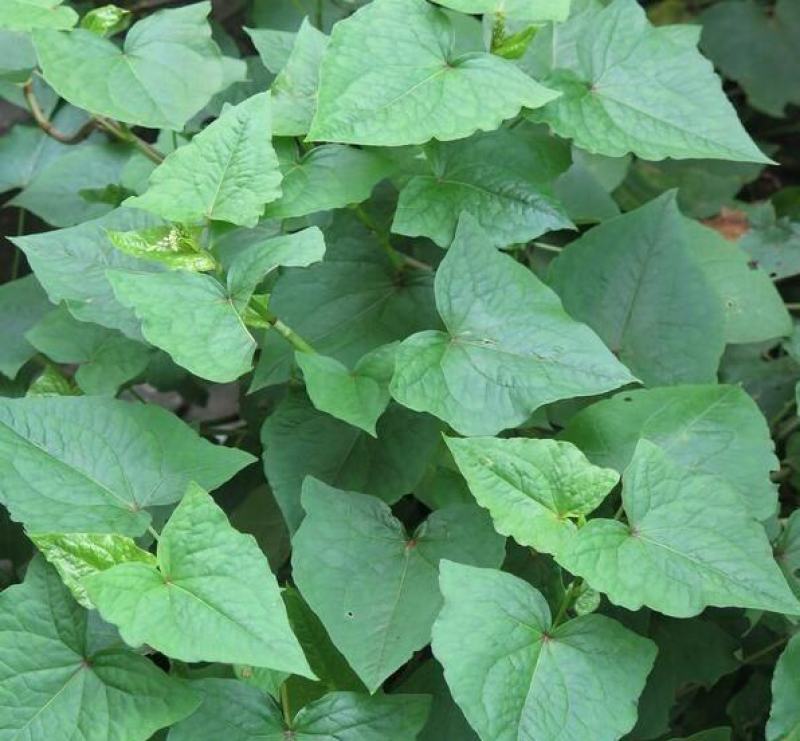 金荞麦种子荞麦三七种子有机蔬菜野菜嫩茎叶做菜中草药材