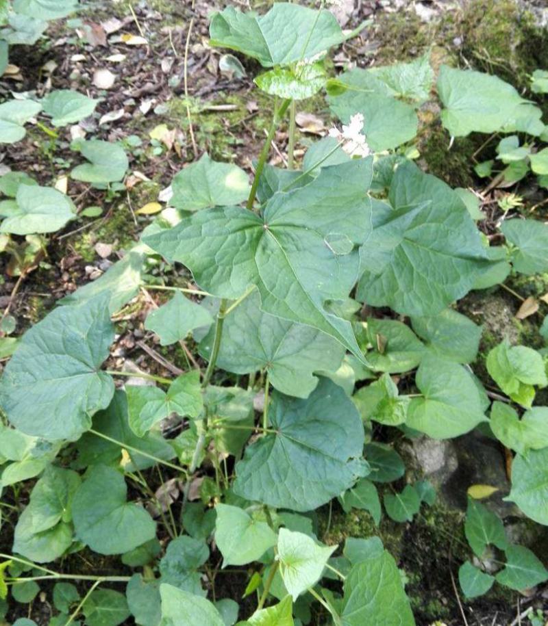 金荞麦种子荞麦三七种子有机蔬菜野菜嫩茎叶做菜中草药材