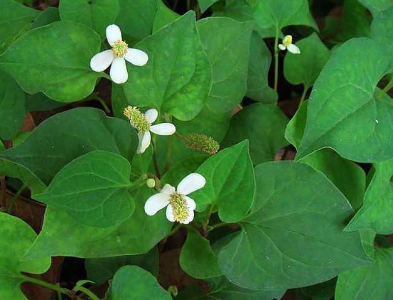金荞麦种子荞麦三七种子有机蔬菜野菜嫩茎叶做菜中草药材