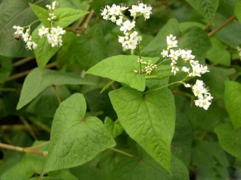 金荞麦种子荞麦三七种子有机蔬菜野菜嫩茎叶做菜中草药材