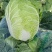 黄心白菜，湖北白菜，大白菜，基地直发，诚信经营