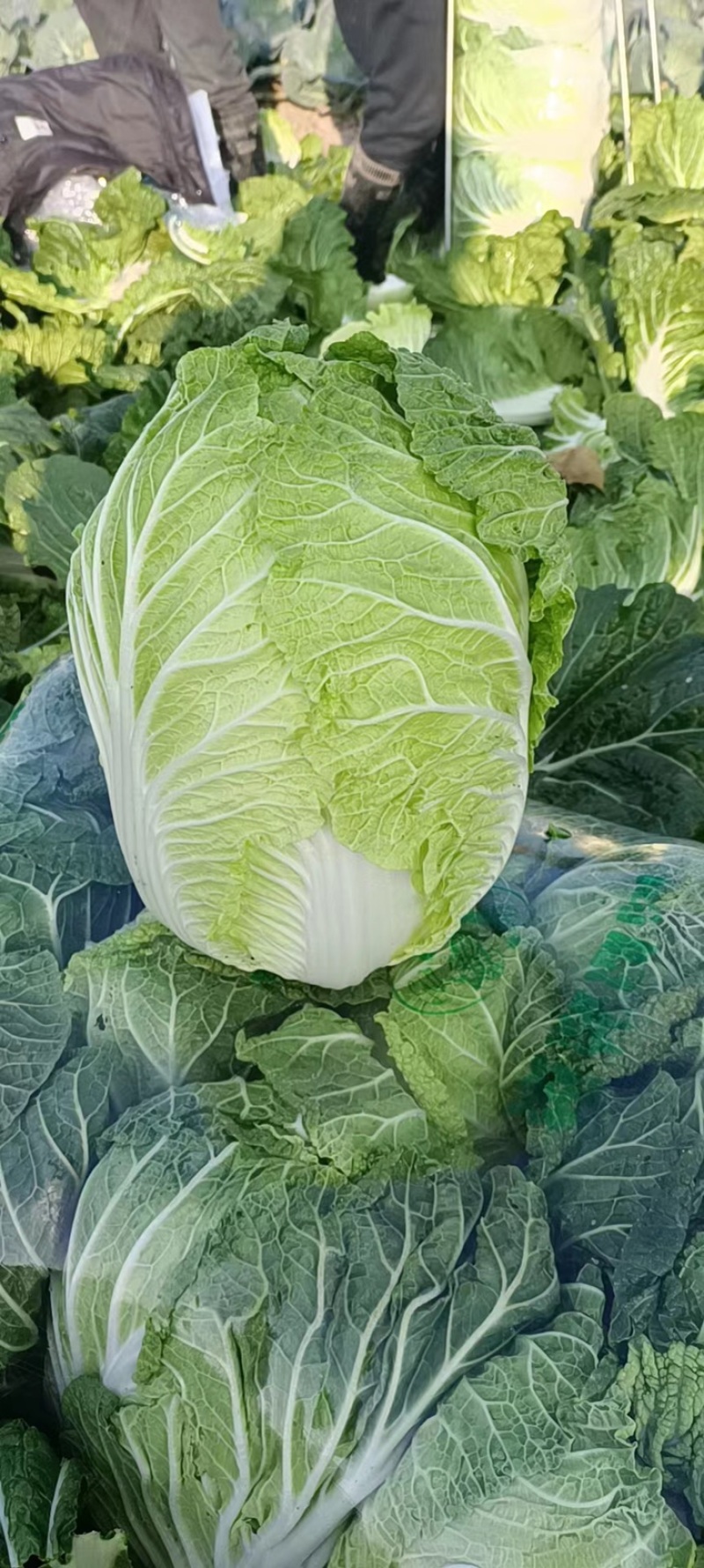 黄心白菜，湖北白菜，大白菜，基地直发，诚信经营