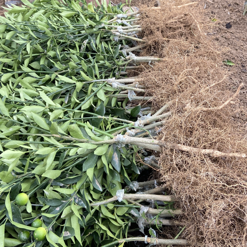 脆皮金桔苗，一年四季开花结果，纯甜无酸，皮脆肉厚
