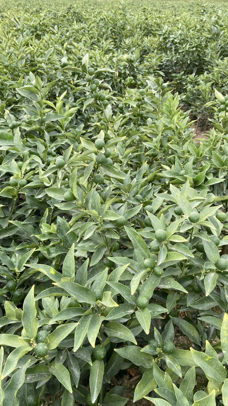 脆皮金桔苗，一年四季开花结果，纯甜无酸，皮脆肉厚