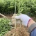 脆皮金桔苗，一年四季开花结果，纯甜无酸，皮脆肉厚