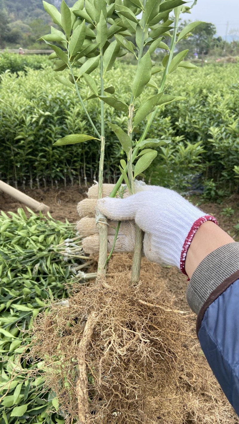 脆皮金桔苗，一年四季开花结果，纯甜无酸，皮脆肉厚