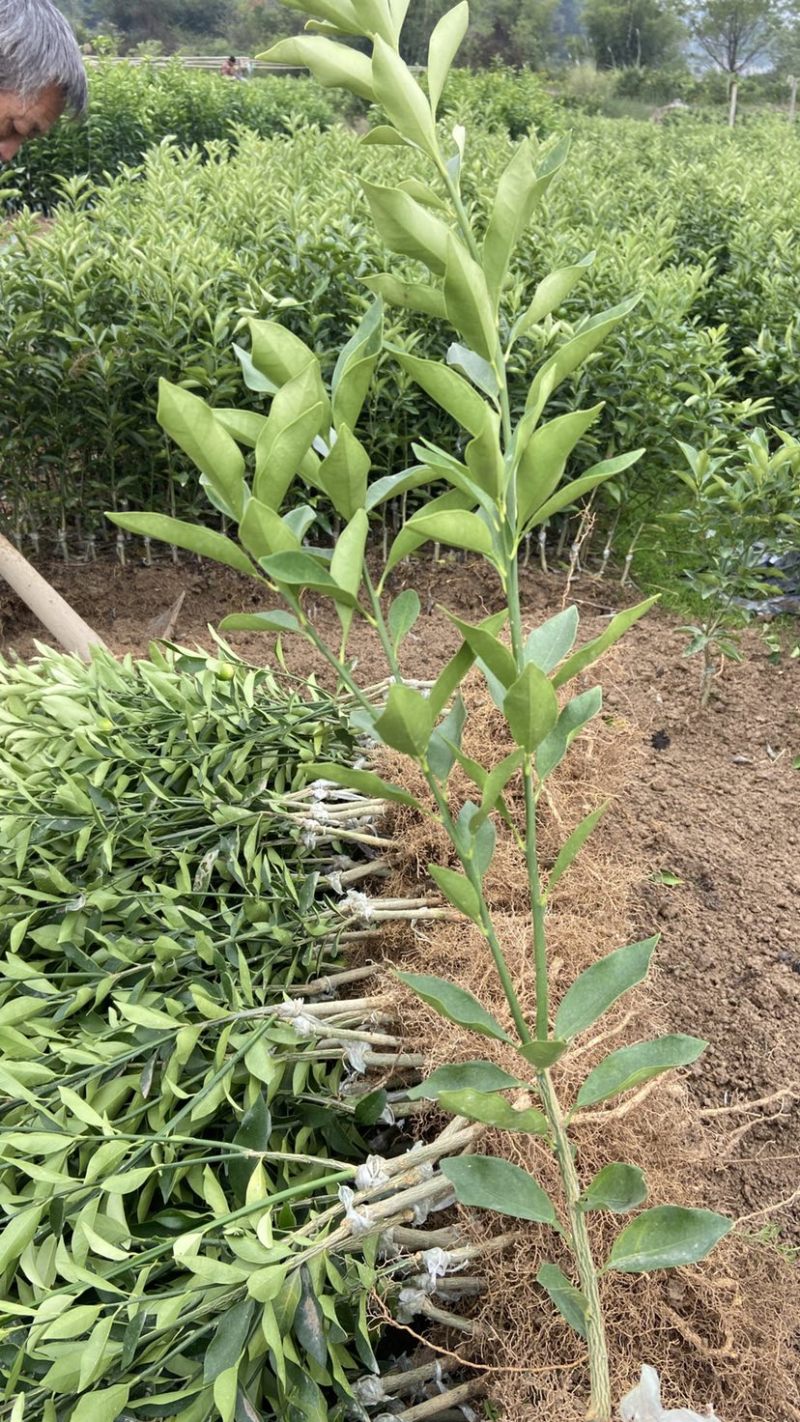脆皮金桔苗，一年四季开花结果，纯甜无酸，皮脆肉厚