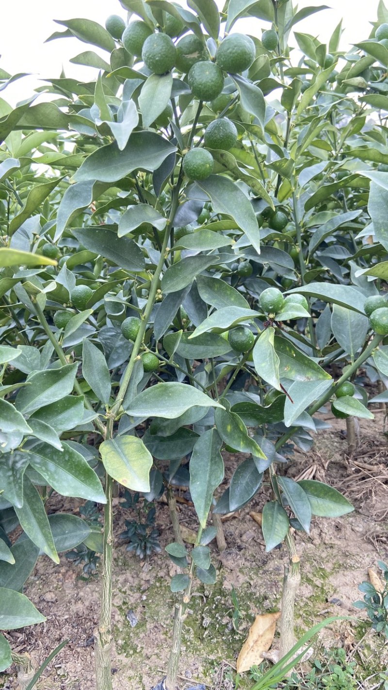 脆皮金桔苗，一年四季开花结果，纯甜无酸，皮脆肉厚