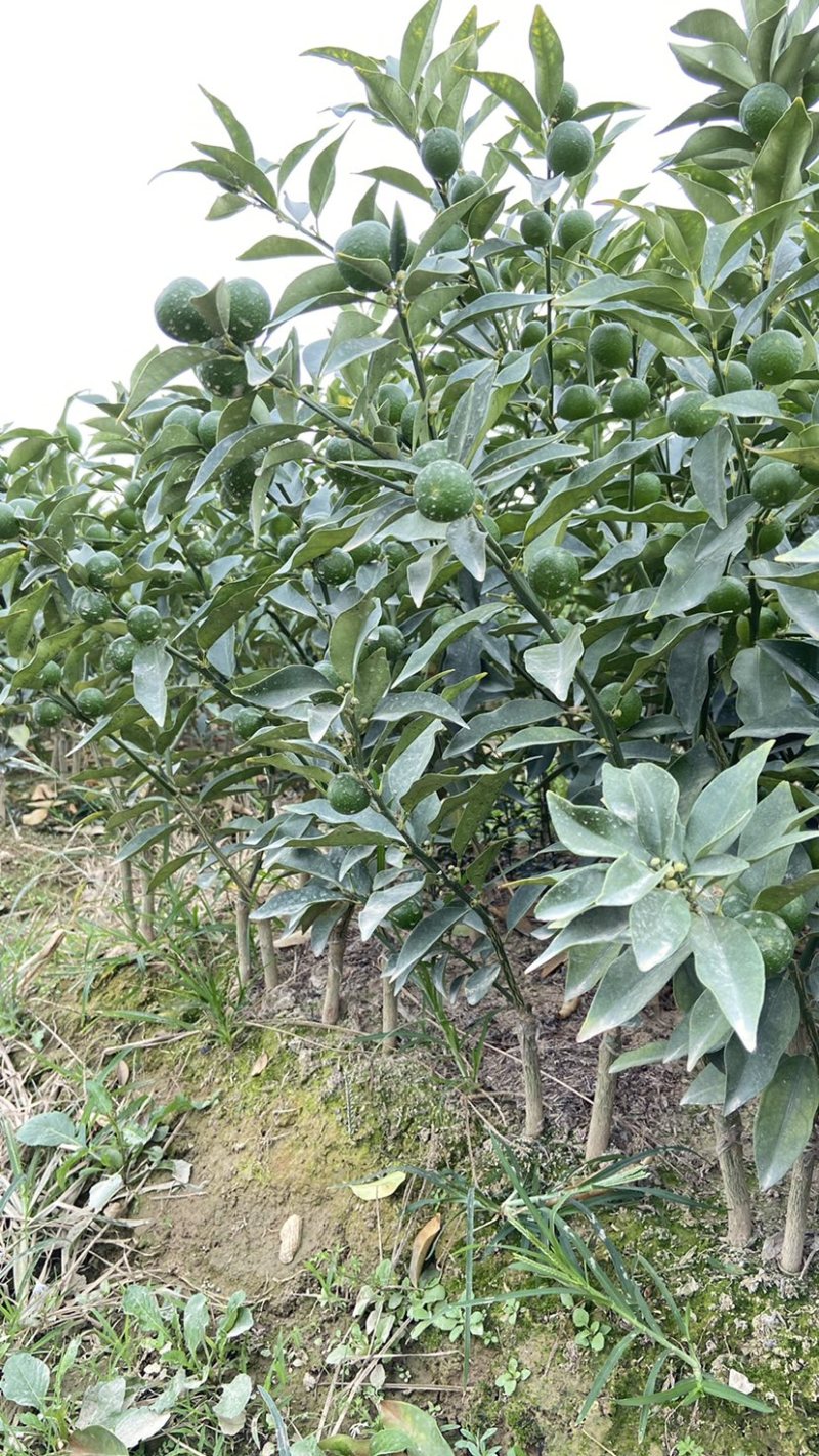 脆皮金桔苗，一年四季开花结果，纯甜无酸，皮脆肉厚