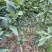 脆皮金桔苗，一年四季开花结果，纯甜无酸，皮脆肉厚