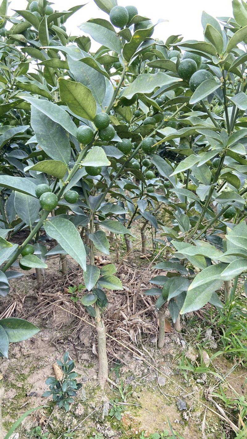脆皮金桔苗，一年四季开花结果，纯甜无酸，皮脆肉厚