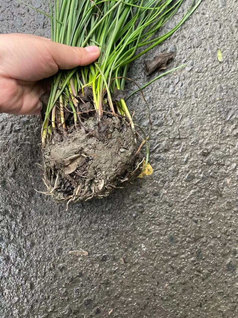 葱兰，大量出售各种规格，欢迎大家前来选购