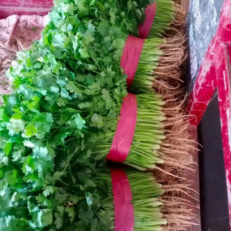 大量大叶香菜精品，欢迎老板采购！