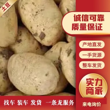 山东土豆，荷兰十五土豆产地直销，袋装，箱装，