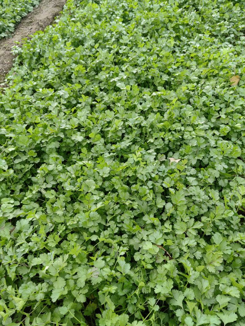 大量大叶香菜精品，欢迎老板采购！