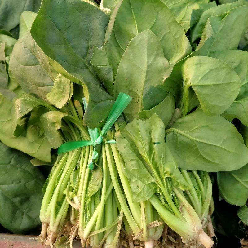 大量大叶菠菜精品，欢迎老板来采购！