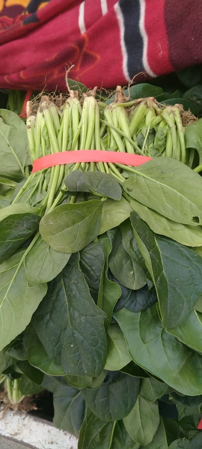 大量大叶菠菜精品，欢迎老板来采购！