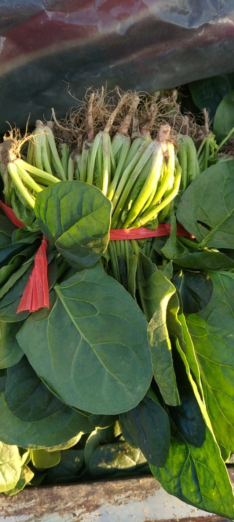 大量大叶菠菜精品，欢迎老板来采购！