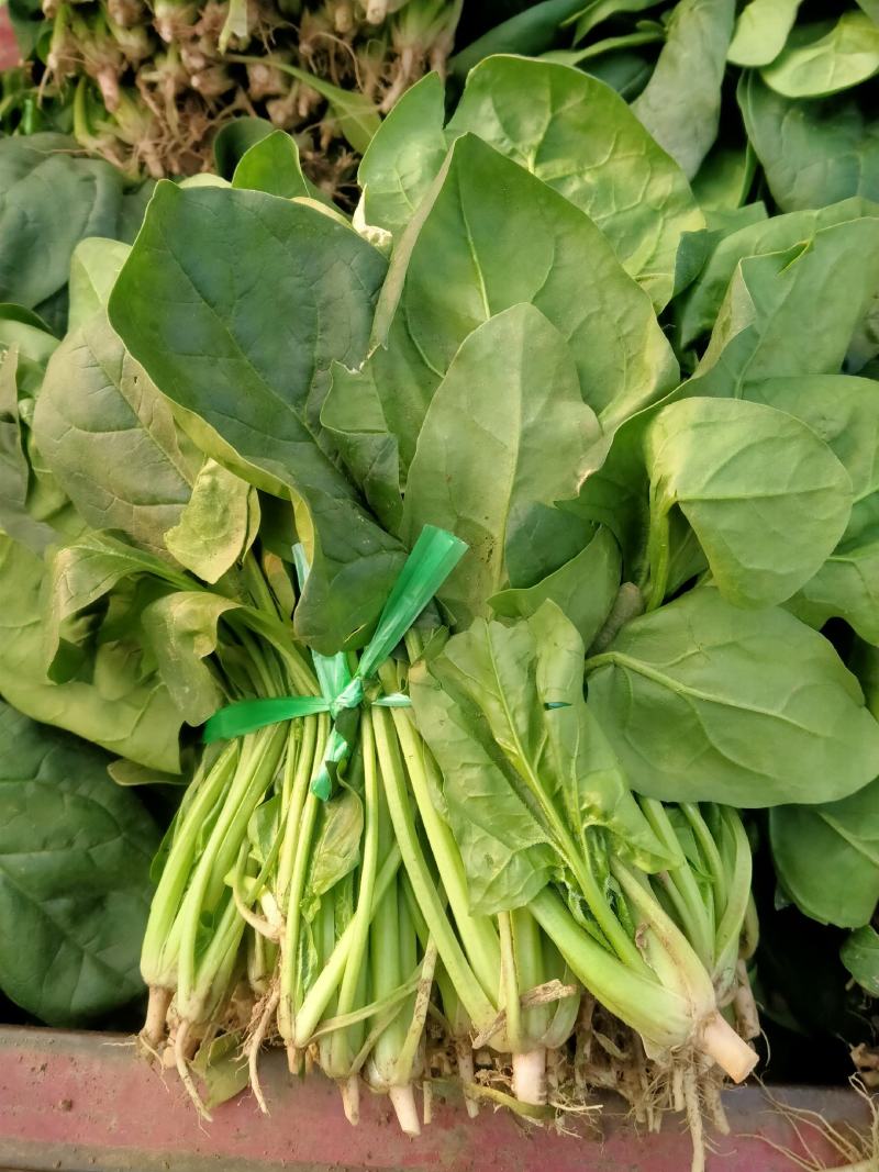 大量大叶菠菜精品，欢迎老板来采购！
