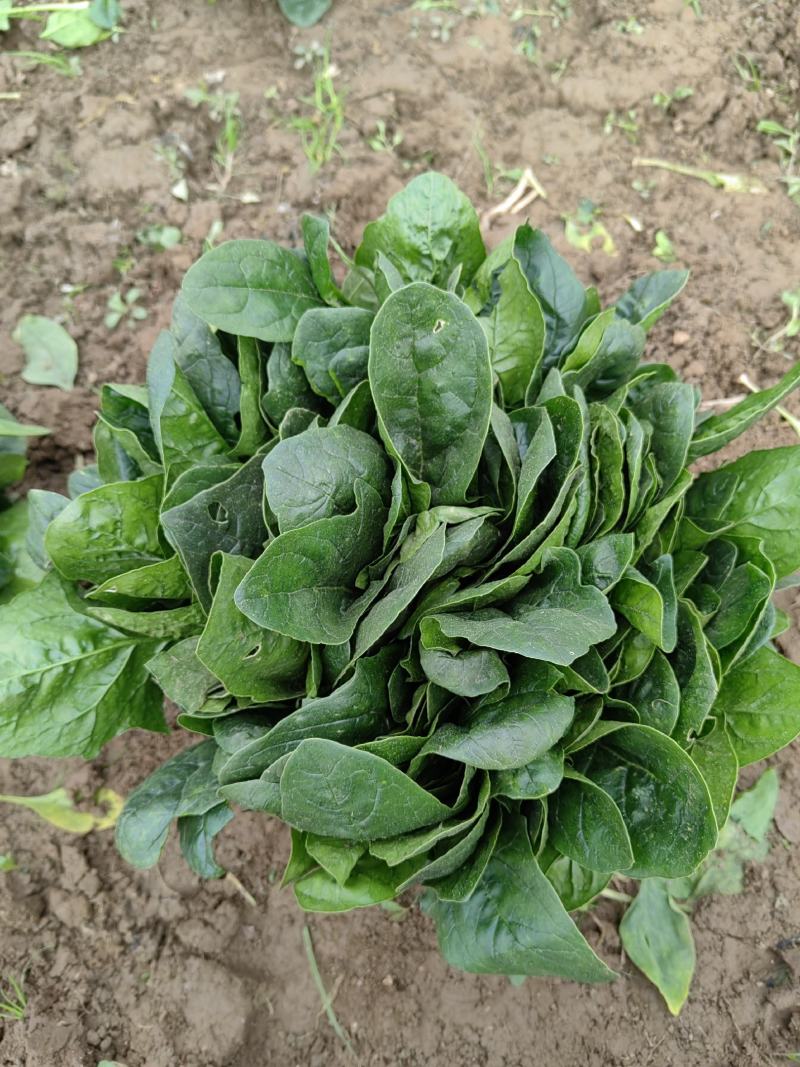 大量大叶菠菜精品，欢迎老板来采购！