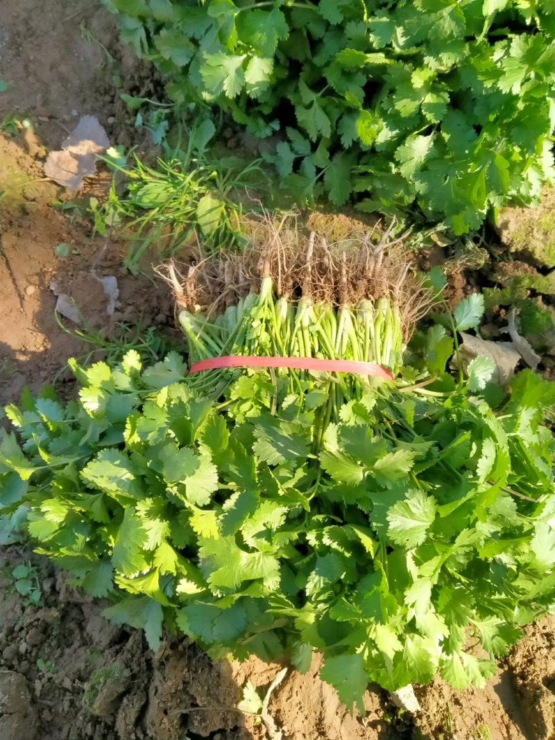 大量大叶香菜精品，欢迎老板采购！