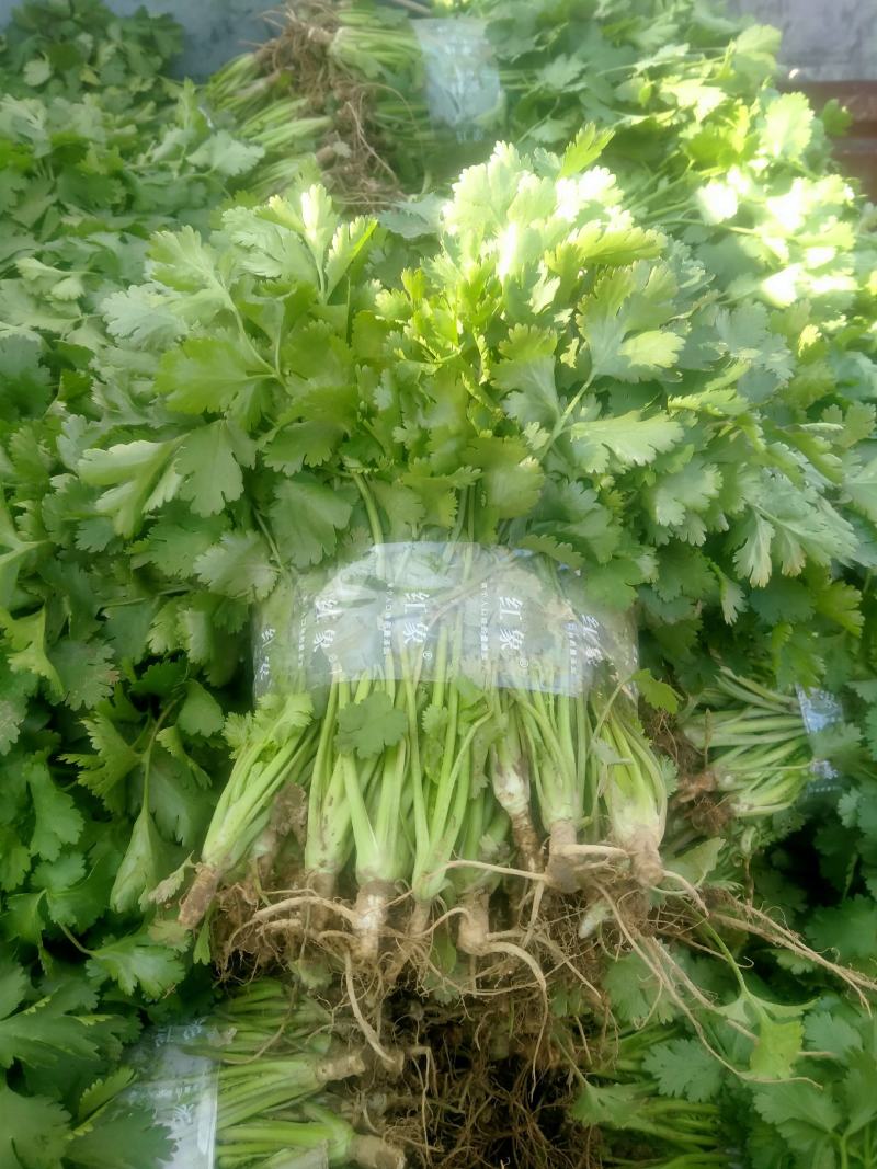 大量大叶香菜精品，欢迎老板采购！